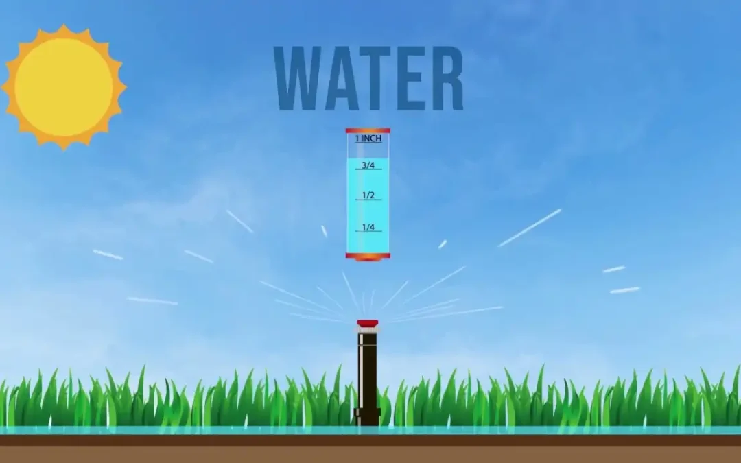 Know When to Water and When to Wait