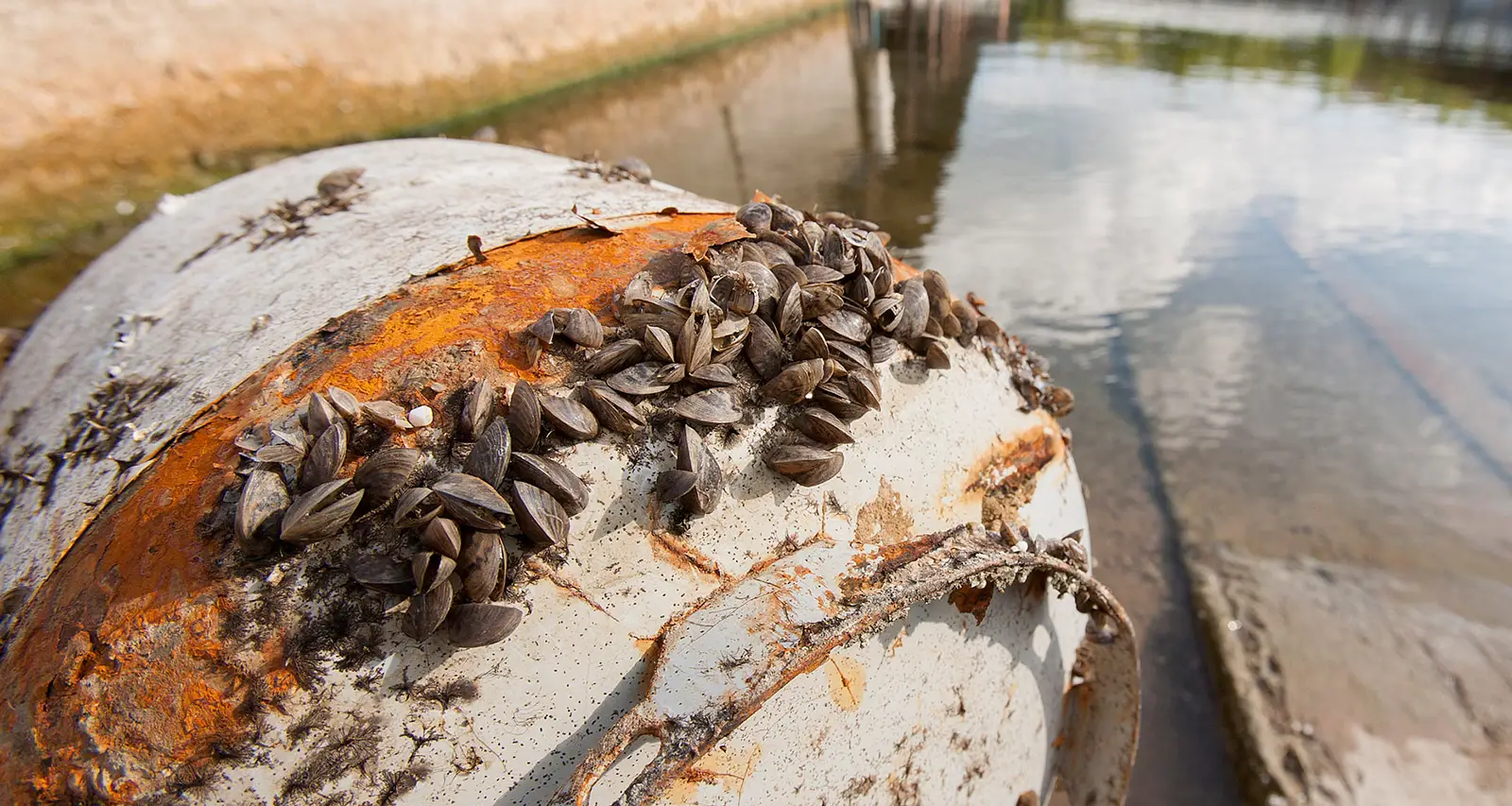 Zebra Mussels - UTRWD