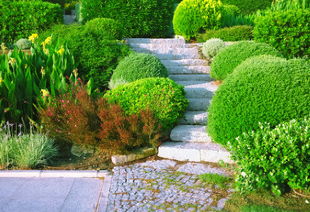 Lawn Garden Resources-Img - UTRWD Stone stairway winding through a manicured garden with round topiary shrubs and lush green plants.