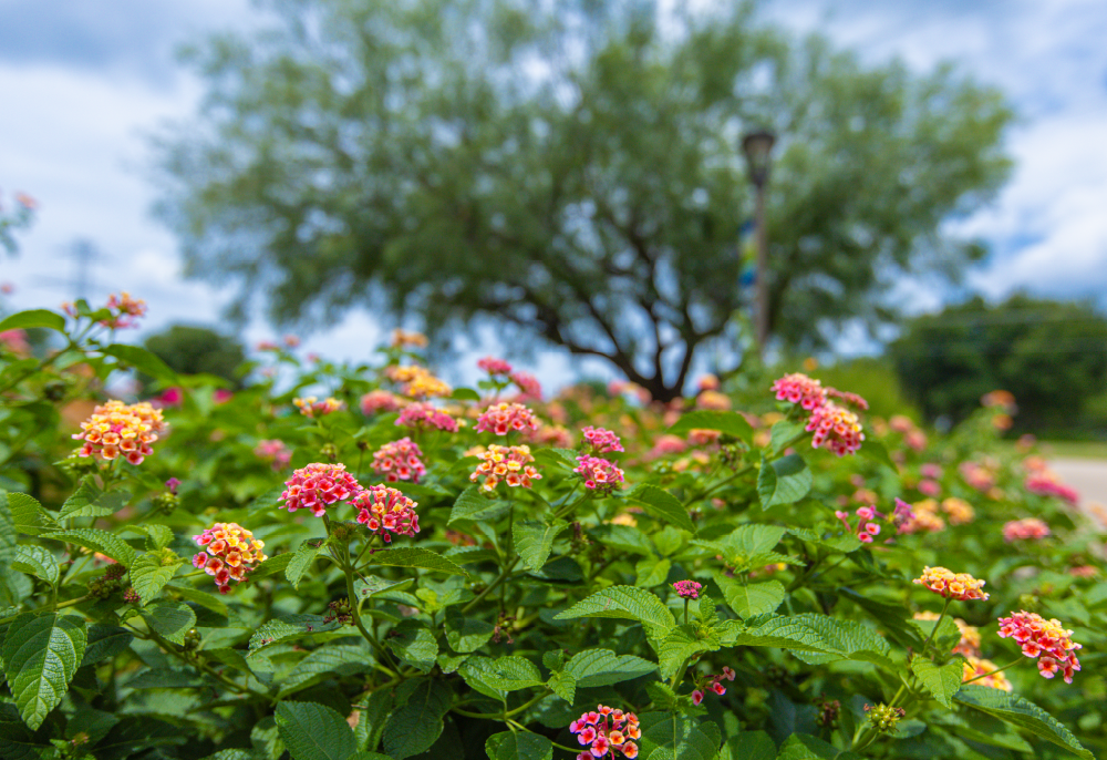 Native Plant Ideas-Img - UTRWD Colorful lantana flowers in a garden with green leaves and a large tree in the background under a blue sky.