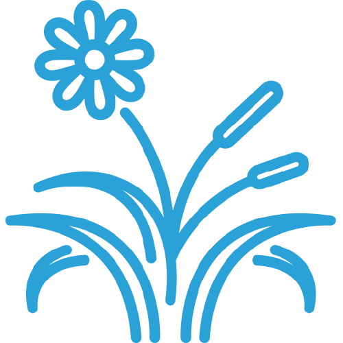 Native Plants-Img - UTRWD Blue line drawing of a daisy-like flower with long, grass‑like leaves emerging from a clump of curved blades.