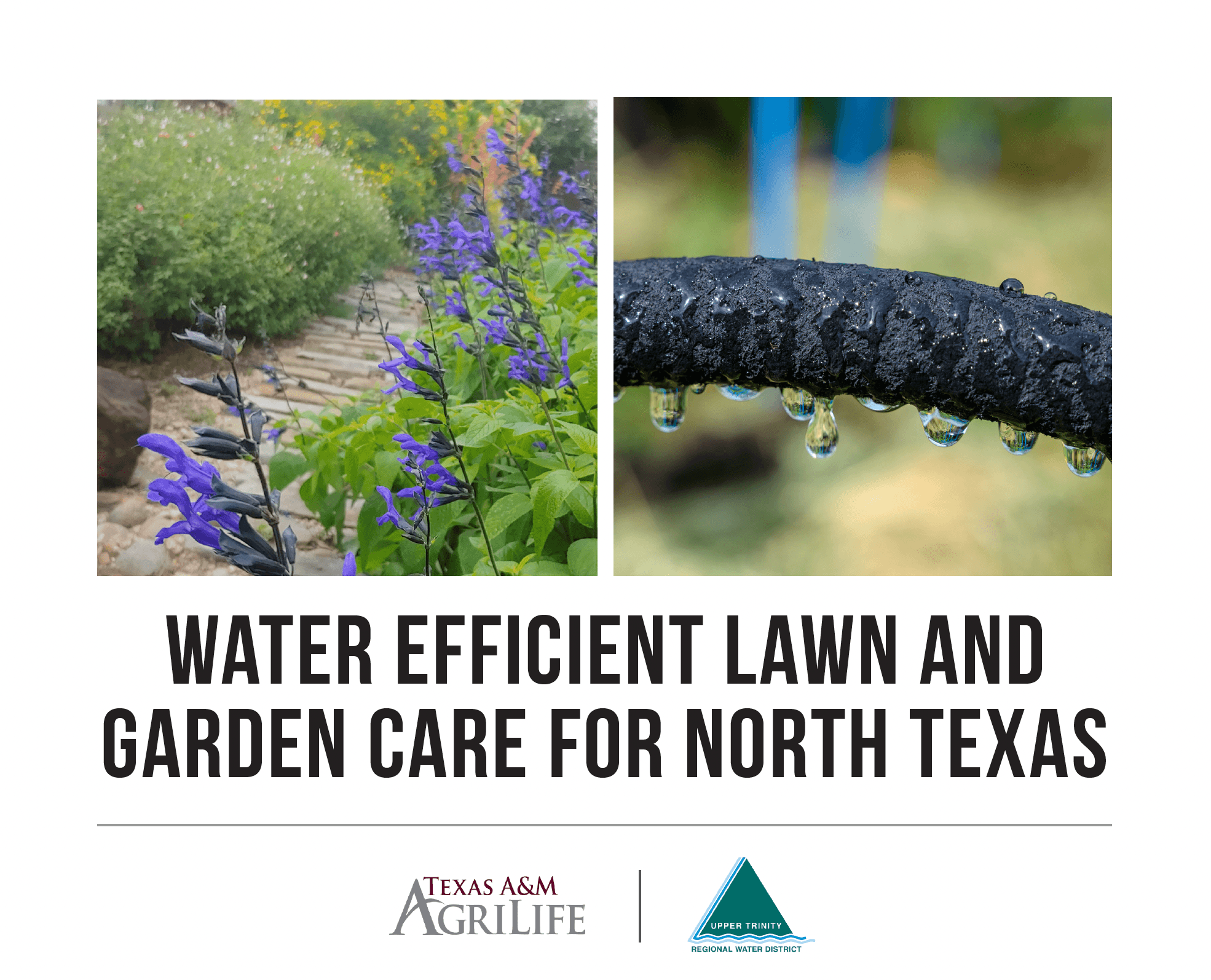 Report cover-Img1 - UTRWD Side-by-side images: left shows a garden with purple flowers along a stone path; right shows a close-up of a black hose with water droplets hanging from it, related to water-efficient lawn care.