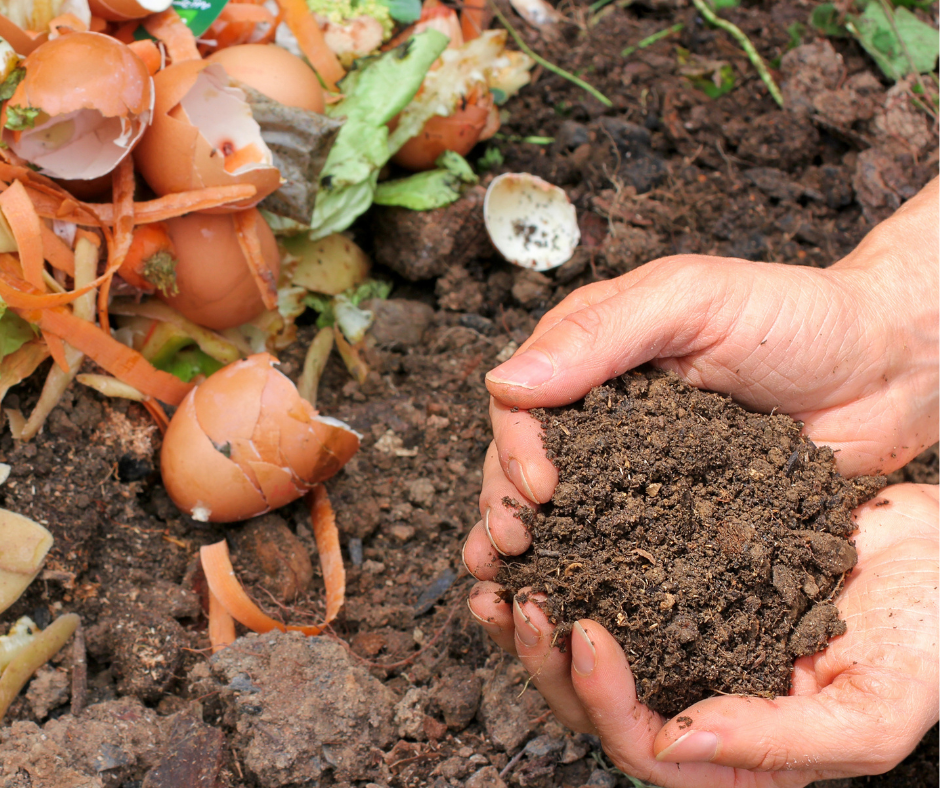 Hands cupping dark compost soil with eggshells and shredded vegetable scraps from kitchen waste outside a pile of scraps in soil.