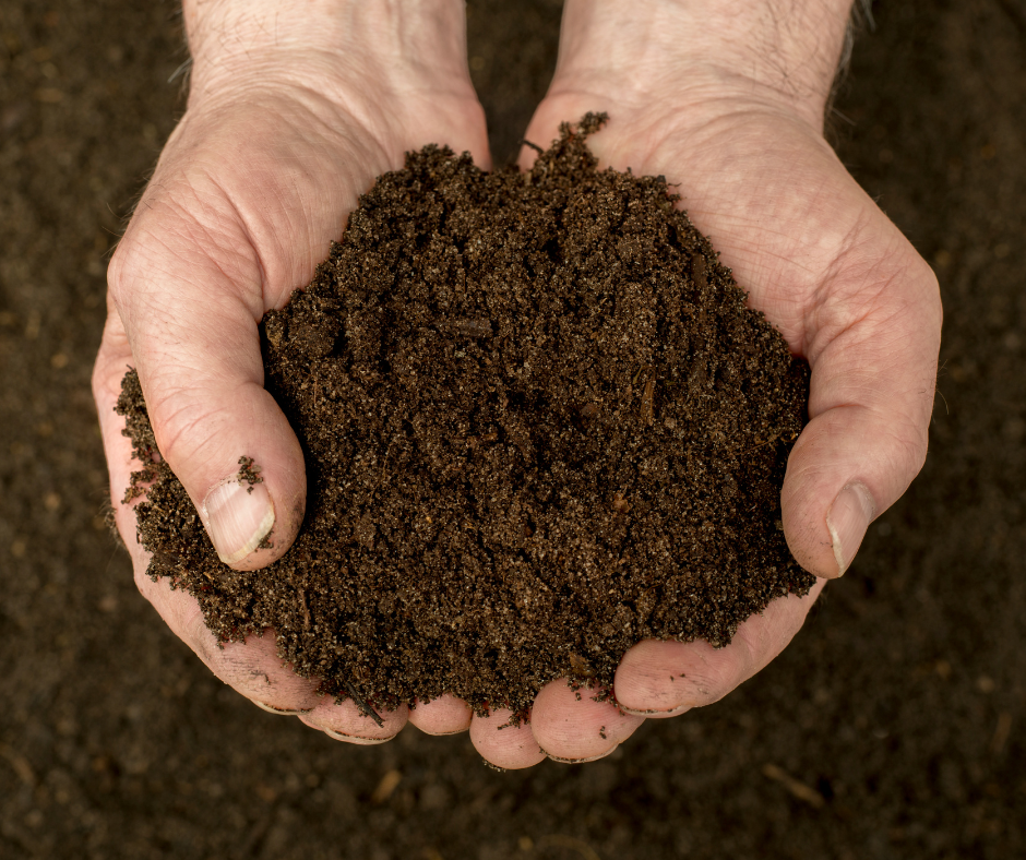 Hands cupping rich dark soil, showing moist earthy texture for gardening or planting context.